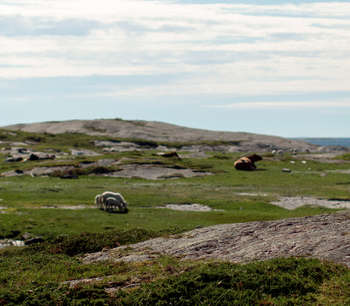 Person ser utover et landskap