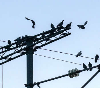 Fugler på el-mast