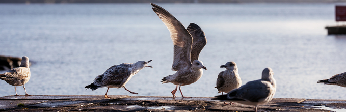 Picture of birds
